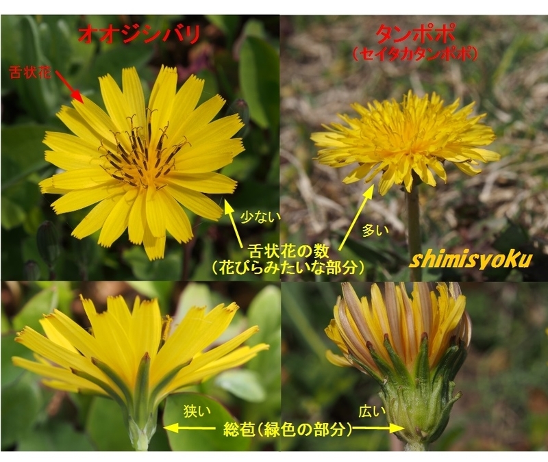春の畦に咲く植物 44 オオジシバリ 身近な自然もいいね 春の畦に咲く植物 44 オオジシバリ 身近な自然もいいね