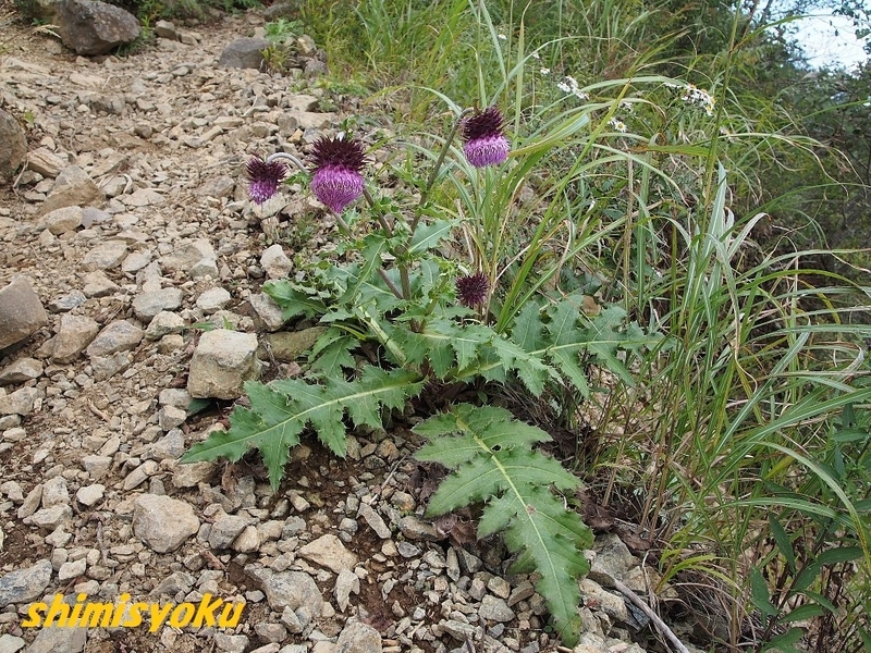 丹沢で出会った植物 155 フジアザミ 身近な自然もいいね