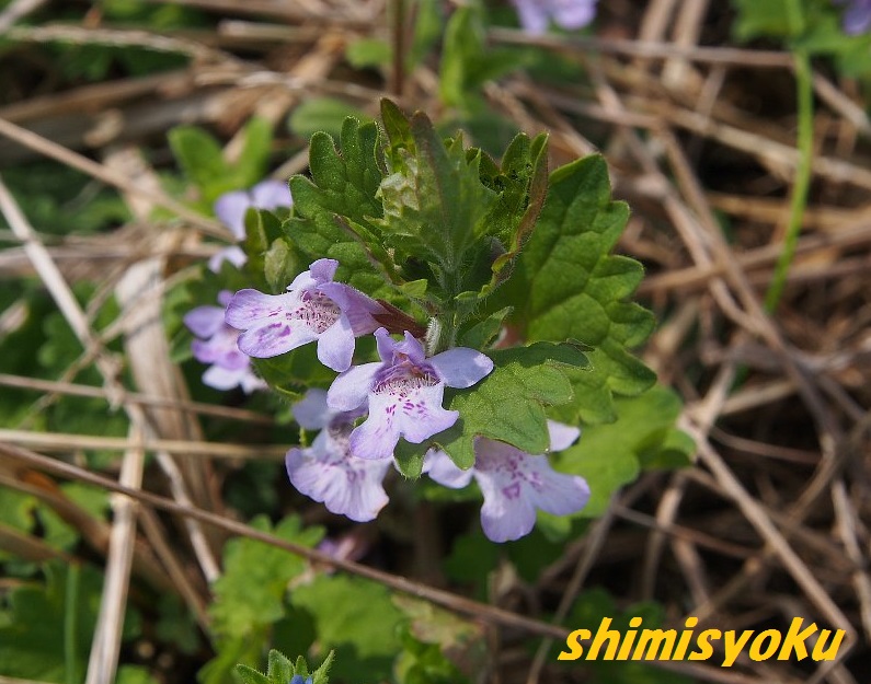 シソ科植物は花がきれい 99 カキドオシ 身近な自然もいいね