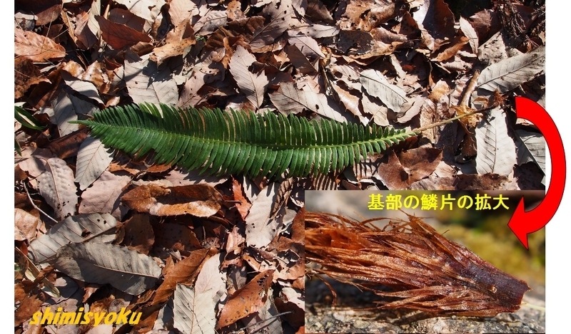 すぐに覚えられる常緑植物－18．シシガシラ－ - 身近な自然もいいね！