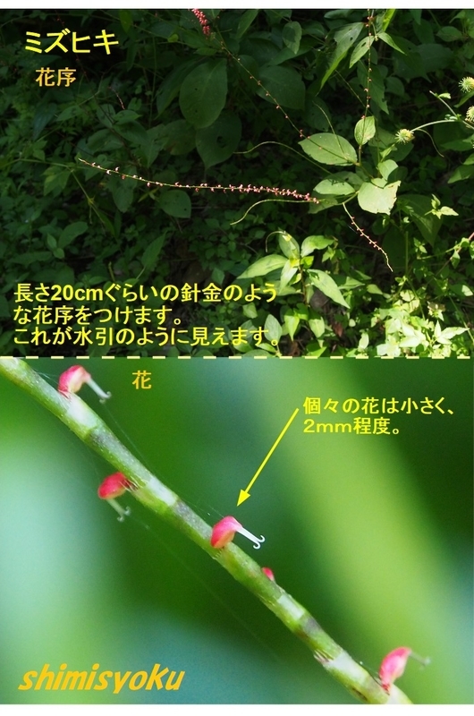 半額 ミズヒキの陶板 手書き 絵付け 陶額 工芸 壁飾り 陶器 ienomat.com.br