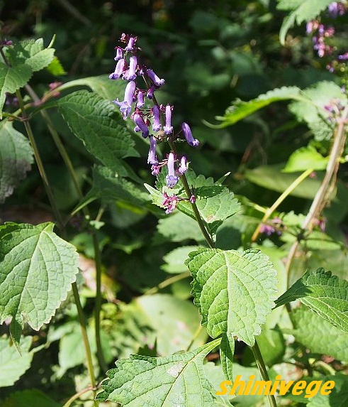 シソ科植物は花がきれい 101 カメバヒキオコシ 身近な自然もいいね