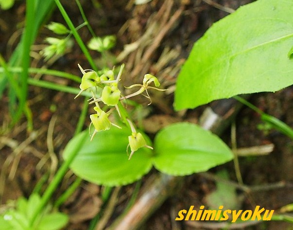 2015年一番印象に残った植物－100．シテンクモキリ－ - 身近な
