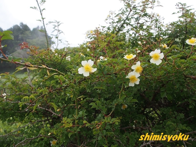 丹沢で出会った植物－148．フジイバラ－ - 身近な自然もいいね！