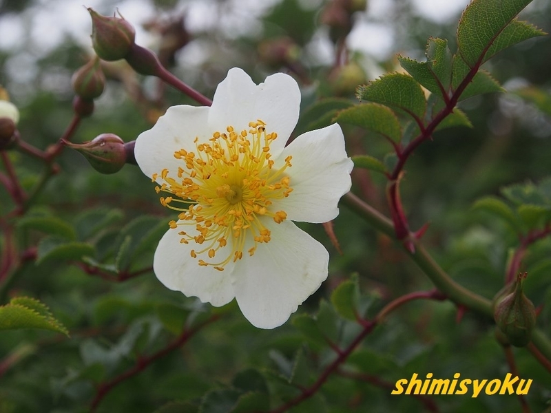 丹沢で出会った植物－148．フジイバラ－ - 身近な自然もいいね！