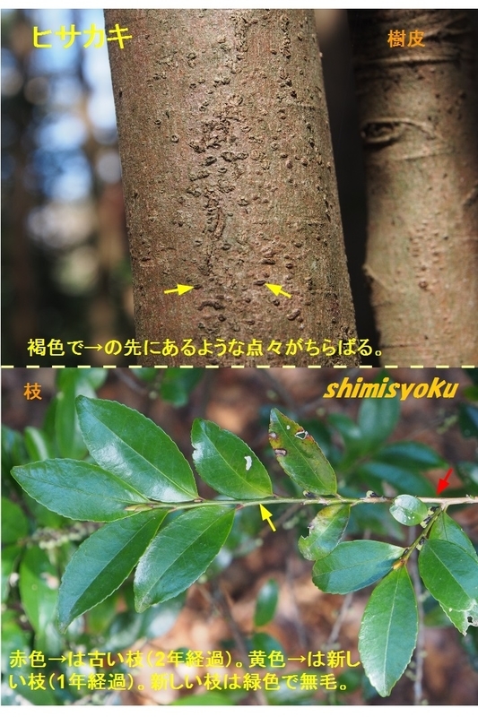 覚えておきたい常緑低木－235．ヒサカキ－ - 身近な自然もいいね！