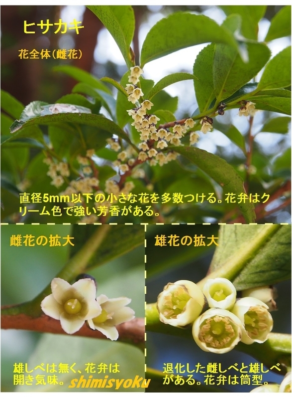 覚えておきたい常緑低木－235．ヒサカキ－ - 身近な自然もいいね！