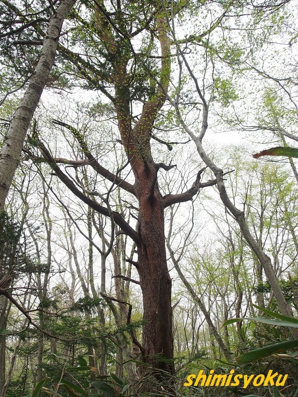 覚えておきたい針葉樹－266．アカマツ－ - 身近な自然もいいね！