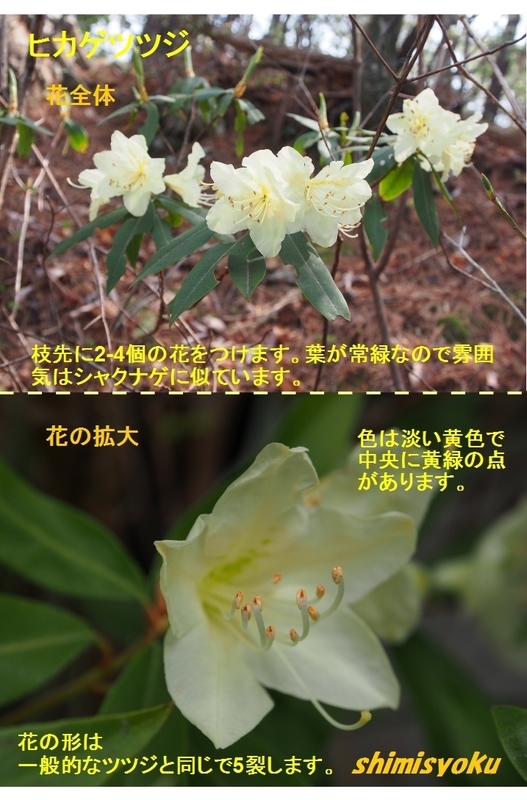 ヒカゲツツジ 2本セット /235