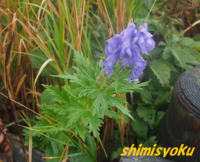 f:id:shimisyoku:20190921064557j:plain