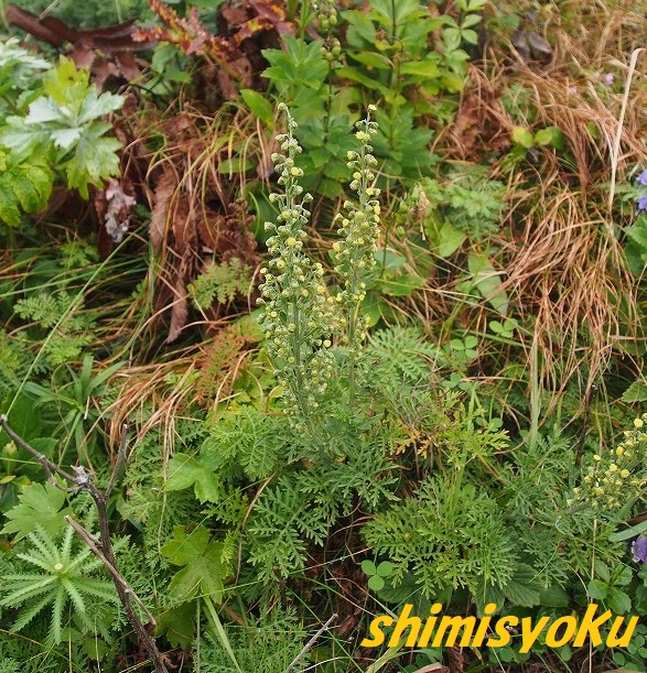 f:id:shimisyoku:20190921064659j:plain