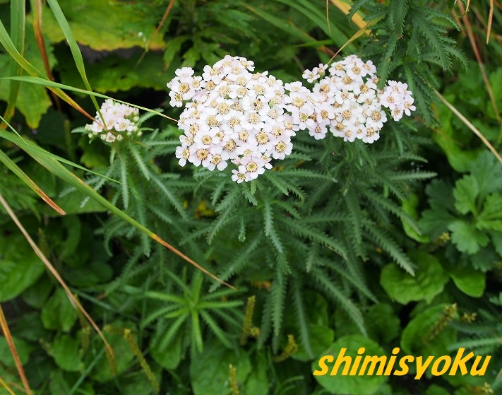f:id:shimisyoku:20190921064826j:plain
