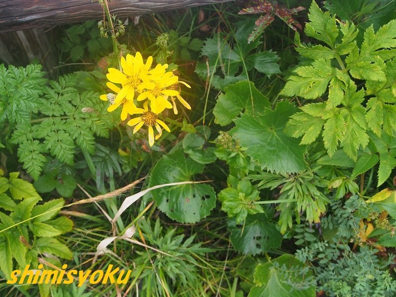 f:id:shimisyoku:20190921064846j:plain
