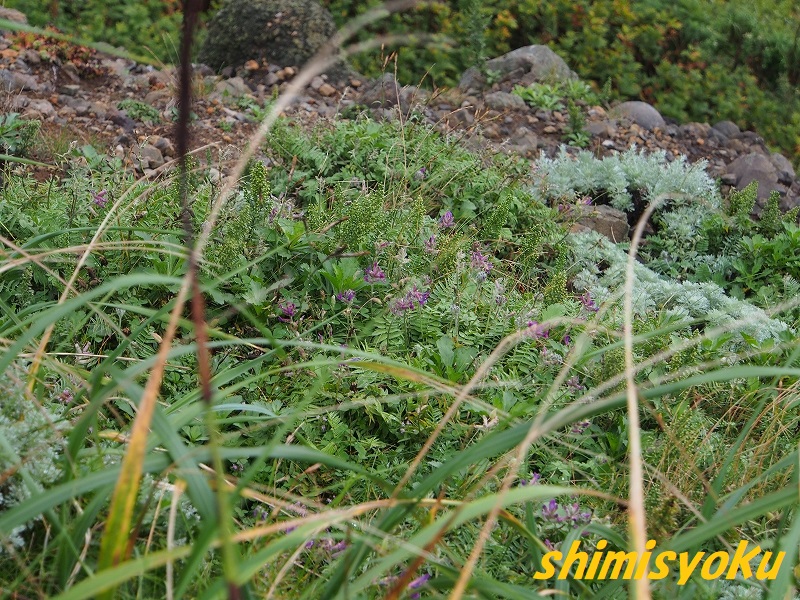 f:id:shimisyoku:20190921065347j:plain