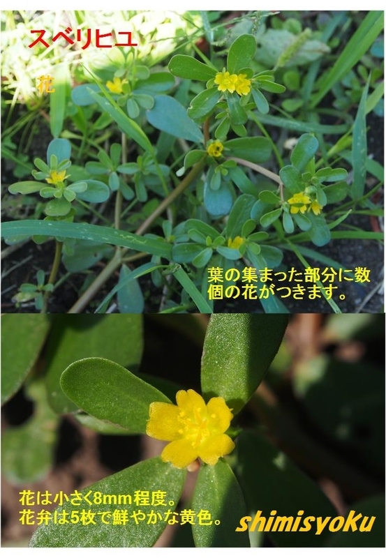 イメージ 5