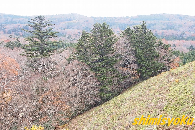 クリスマスの木といえば…－295．モミ－ - 身近な自然もいいね！