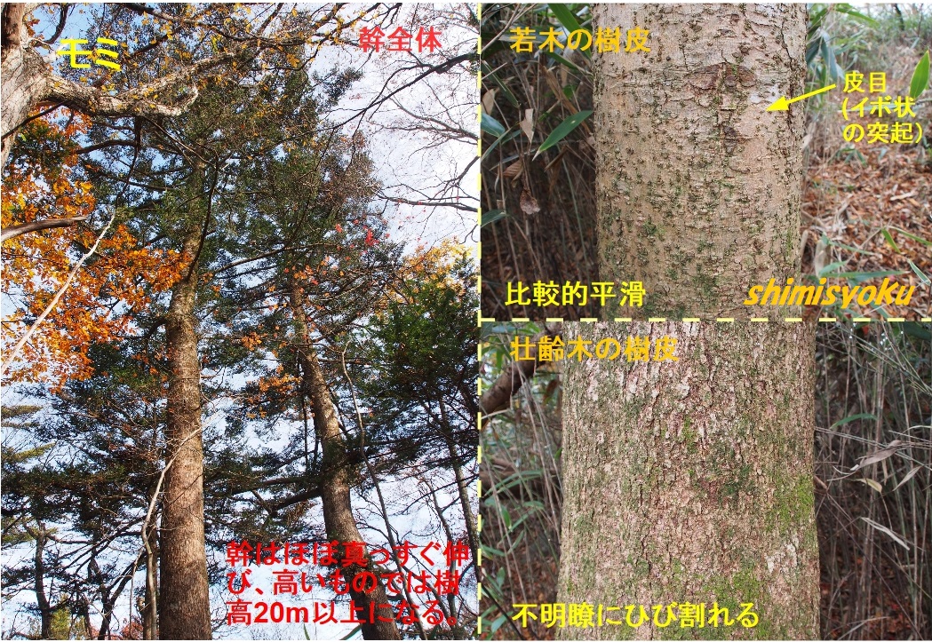 クリスマスの木といえば…－295．モミ－ - 身近な自然もいいね！