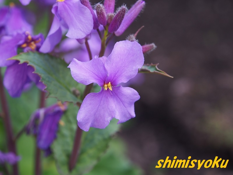 紫色の菜の花－307．ショカツサイ－ - 身近な自然もいいね！