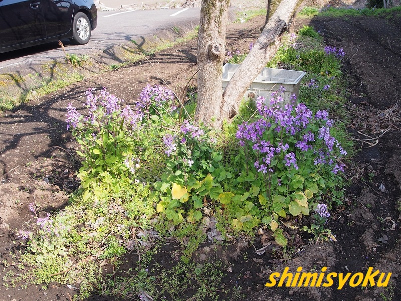 紫色の菜の花－307．ショカツサイ－ - 身近な自然もいいね！