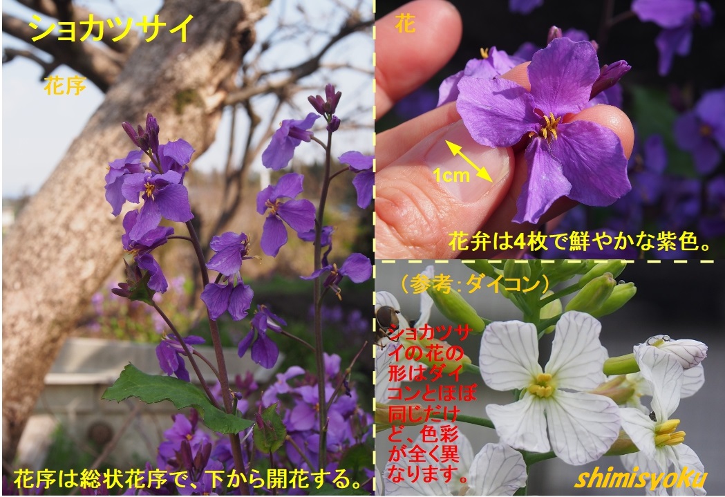 菜の花 紫色の菜の花－307．ショカツサイ－ - 身近な自然もいいね！