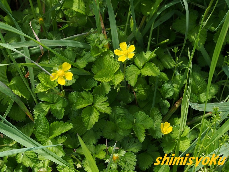 やぶ へび 意味