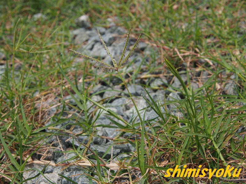f:id:shimisyoku:20200704164152j:plain