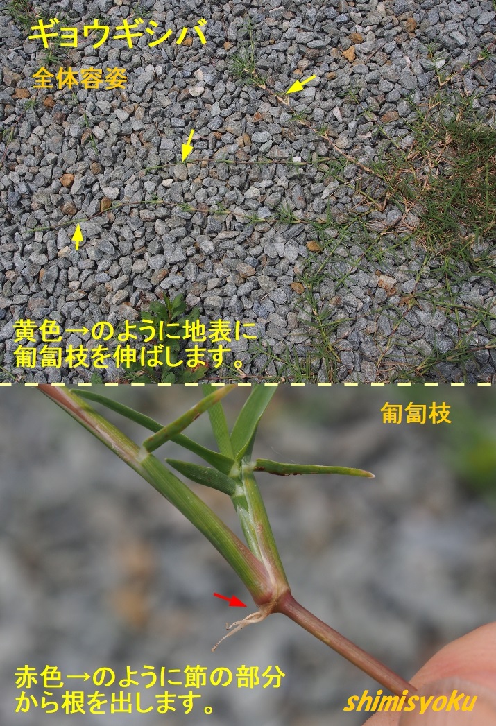 f:id:shimisyoku:20200704164744j:plain