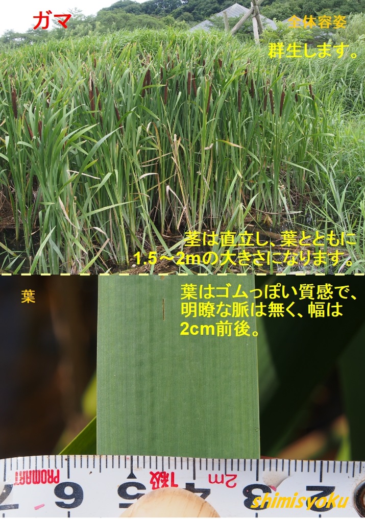 これがフランクフルトだったら 325 ガマ 身近な自然もいいね