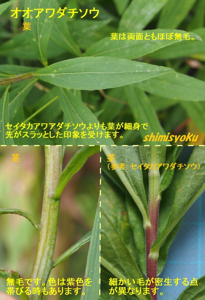 f:id:shimisyoku:20200724140055j:plain