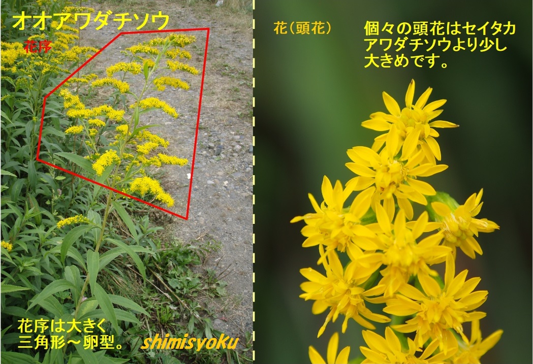 f:id:shimisyoku:20200724140128j:plain