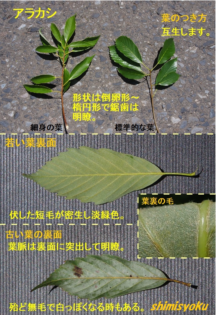 覚えておきたい常緑高木－345．アラカシ－ - 身近な自然もいいね！