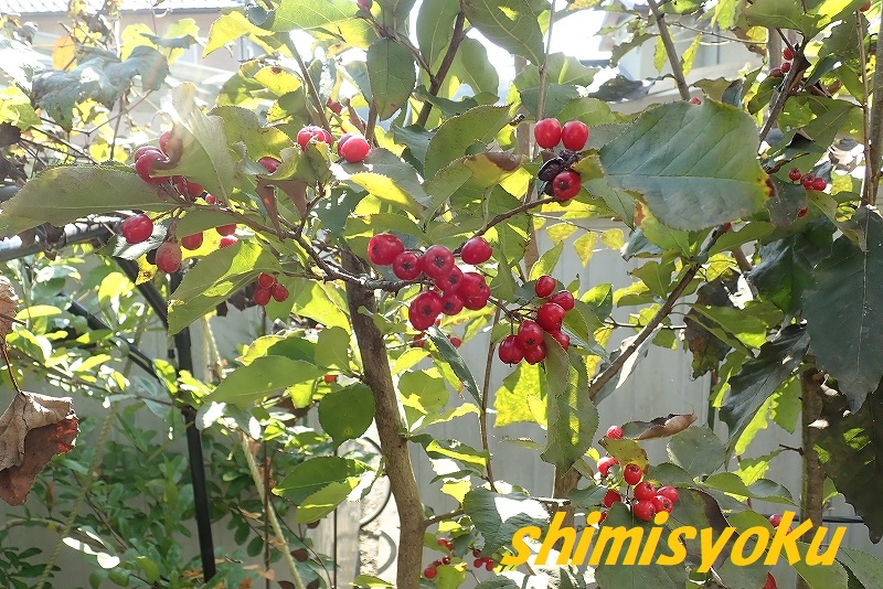 f:id:shimisyoku:20211102121954j:plain