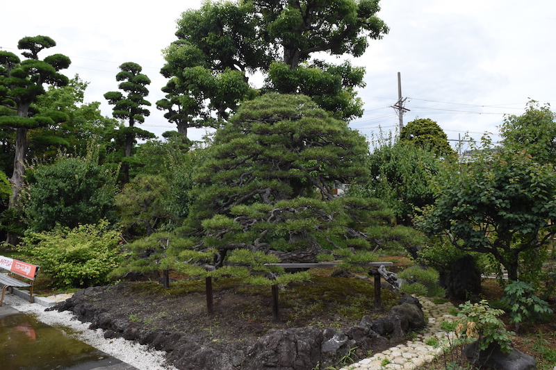 f:id:shimizu-minato:20180619125439j:plain