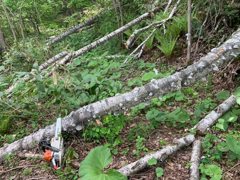 f:id:shimizu-satoyama:20190620084939j:plain f:id:shimizu-satoyama:20190620084939j:plain