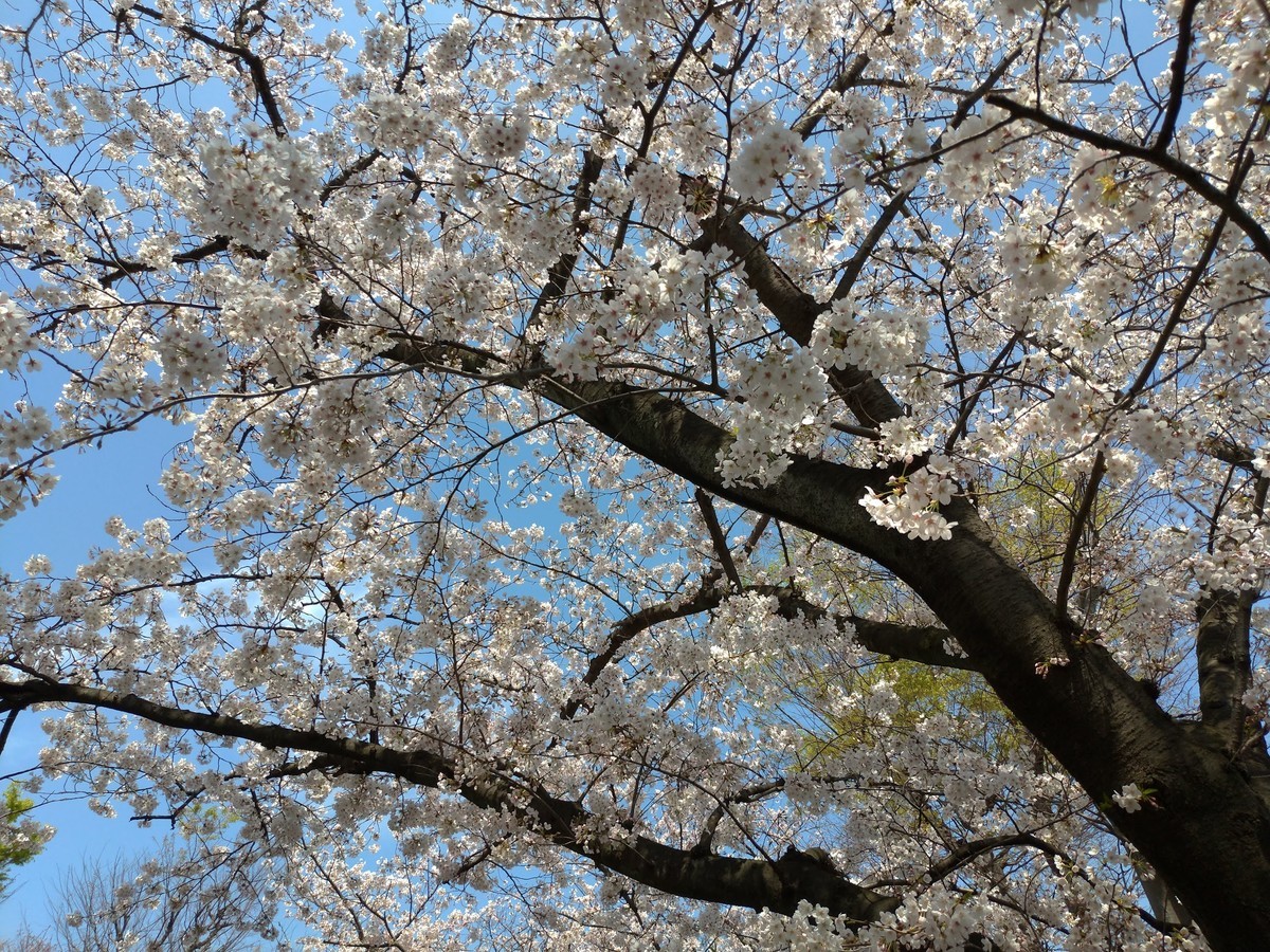 f:id:shimobayashi:20211116224139j:plain