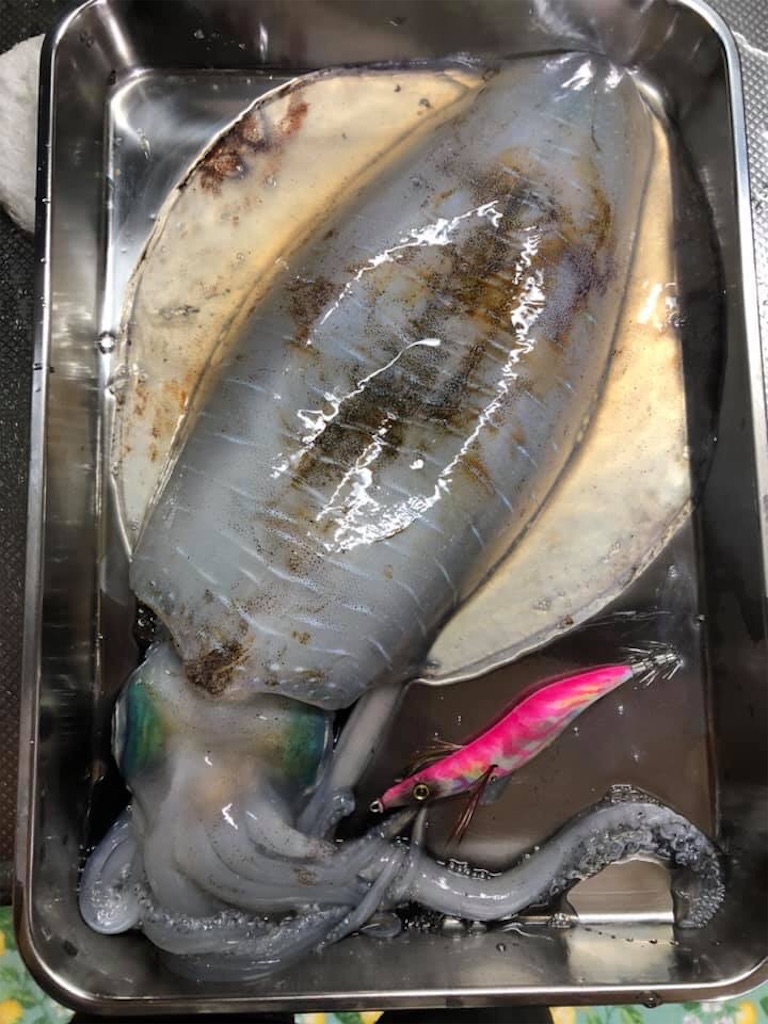 f:id:shimokenpi:20190611214356j:image