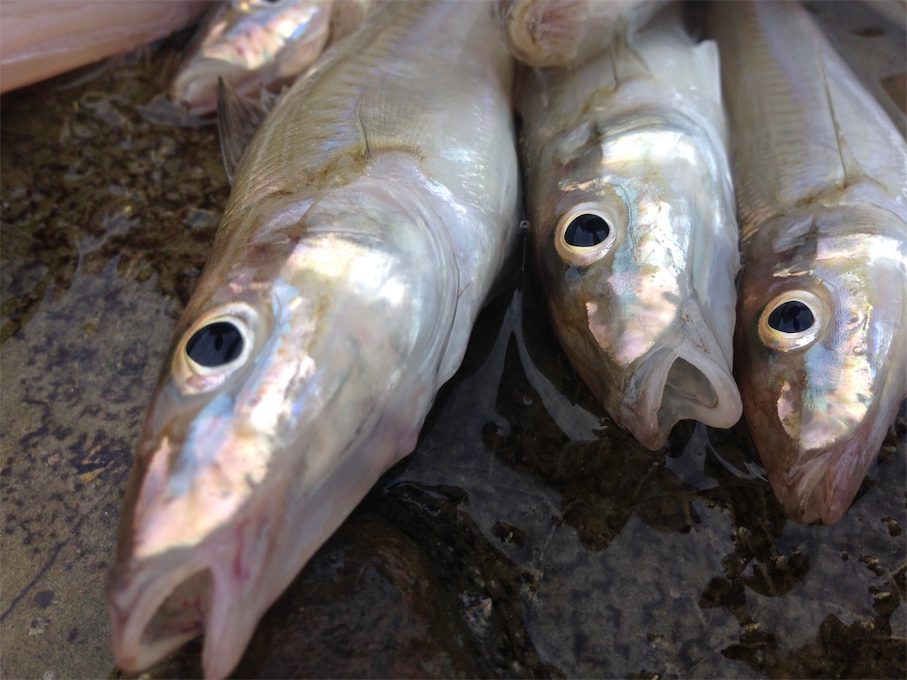 f:id:shimokenpi:20190724125742j:image