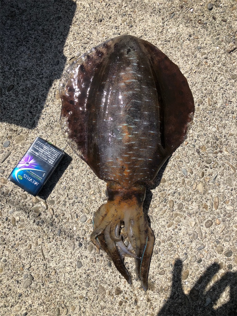 f:id:shimokenpi:20190724130700j:image