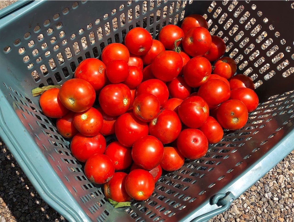 f:id:shimokenpi:20190730133851j:image