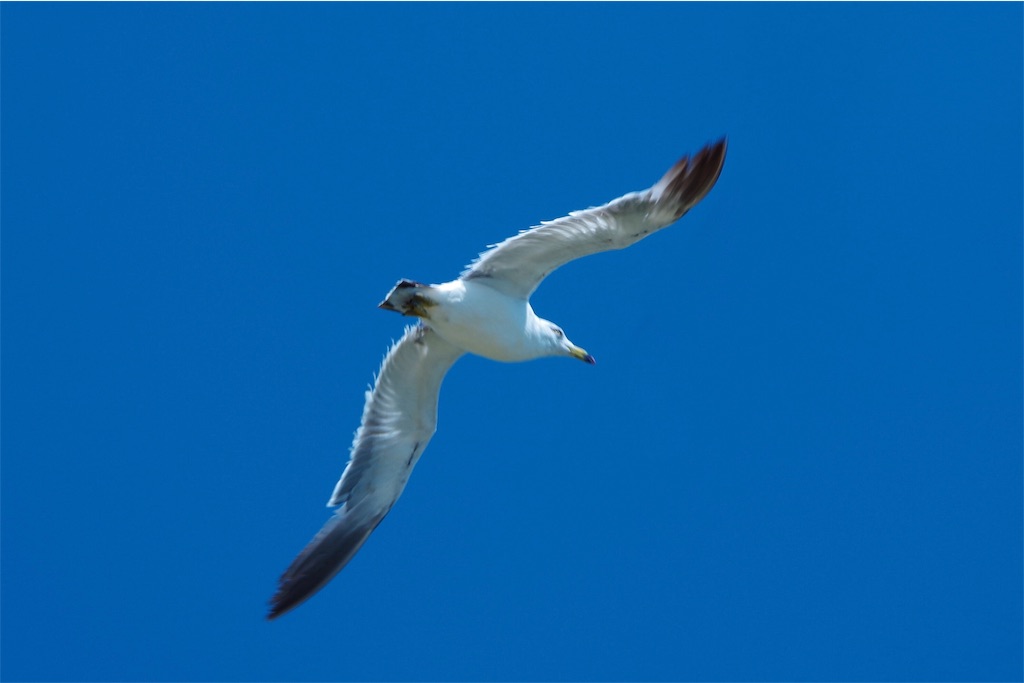 f:id:shimokenpi:20190810155828j:image