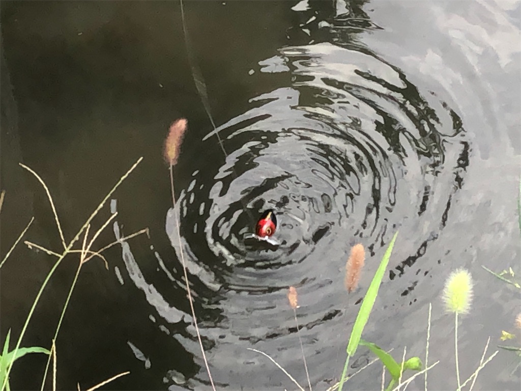 f:id:shimokenpi:20190815005819j:image