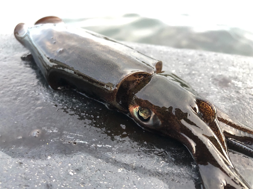 f:id:shimokenpi:20190830195335j:image