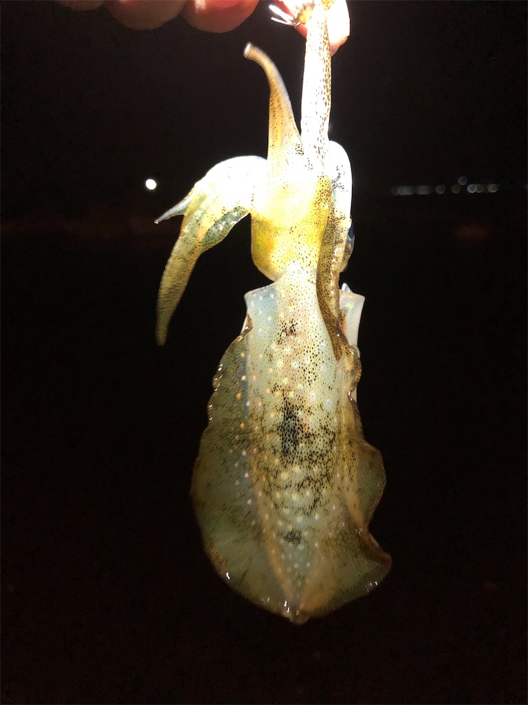 f:id:shimokenpi:20190908011655j:image