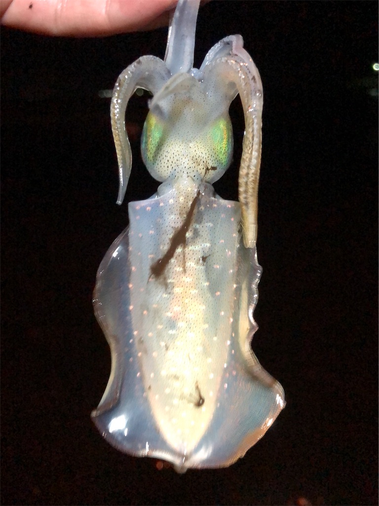 f:id:shimokenpi:20190908014308j:image