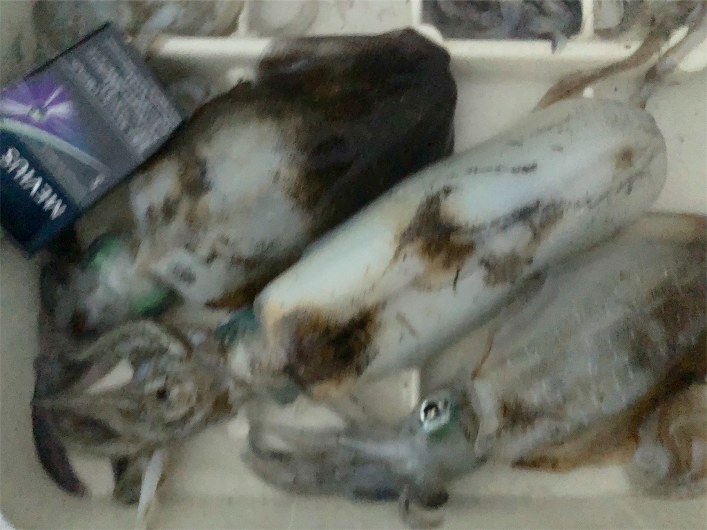 f:id:shimokenpi:20190912210526j:image