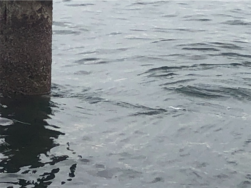 f:id:shimokenpi:20190914130318j:image