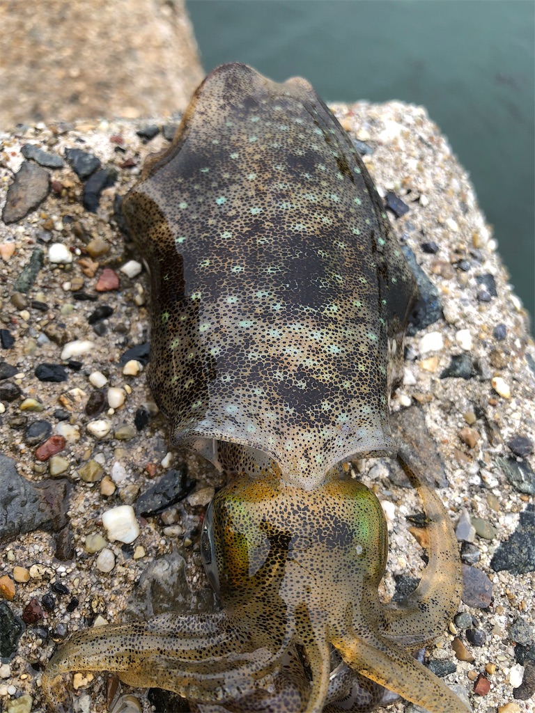 f:id:shimokenpi:20190914133532j:image