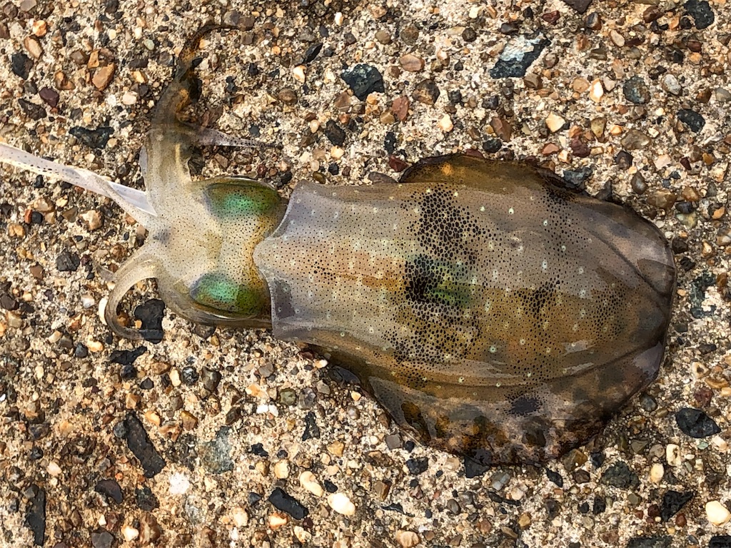 f:id:shimokenpi:20190914133627j:image