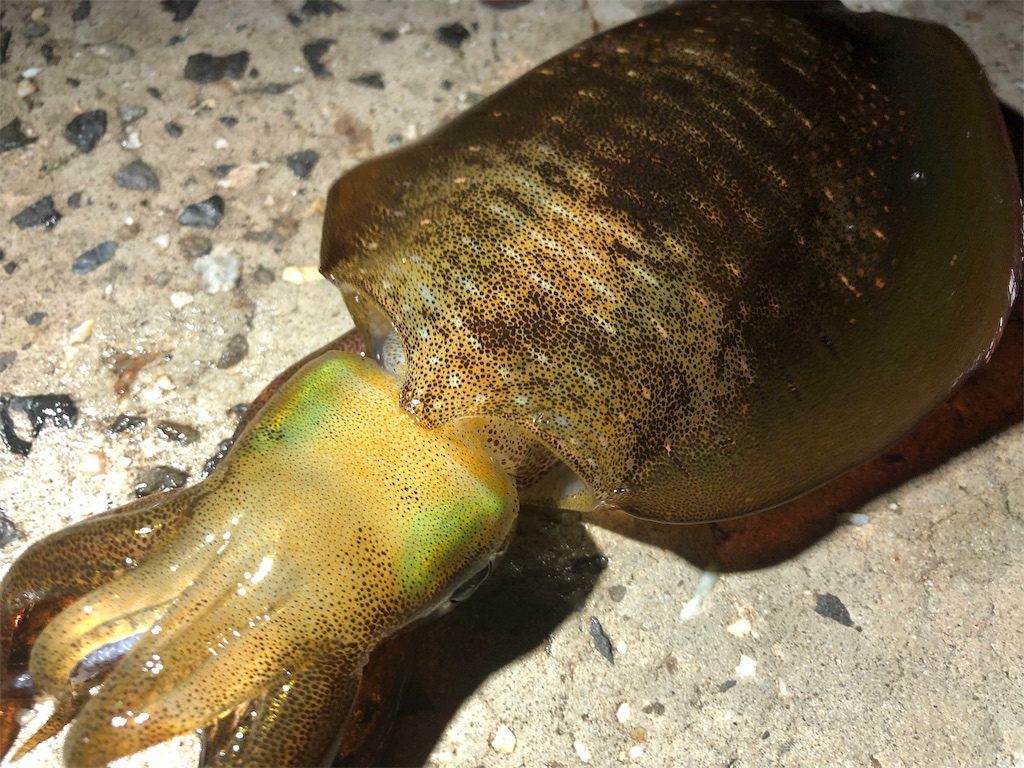 f:id:shimokenpi:20190930230144j:image