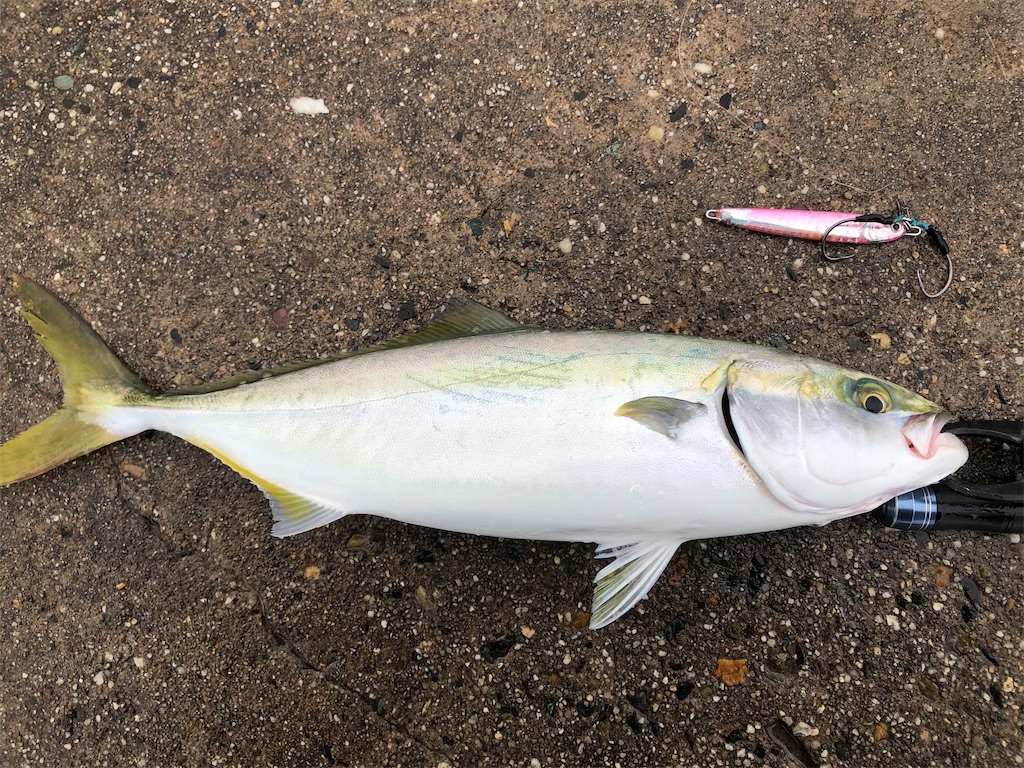 f:id:shimokenpi:20191019181520j:image